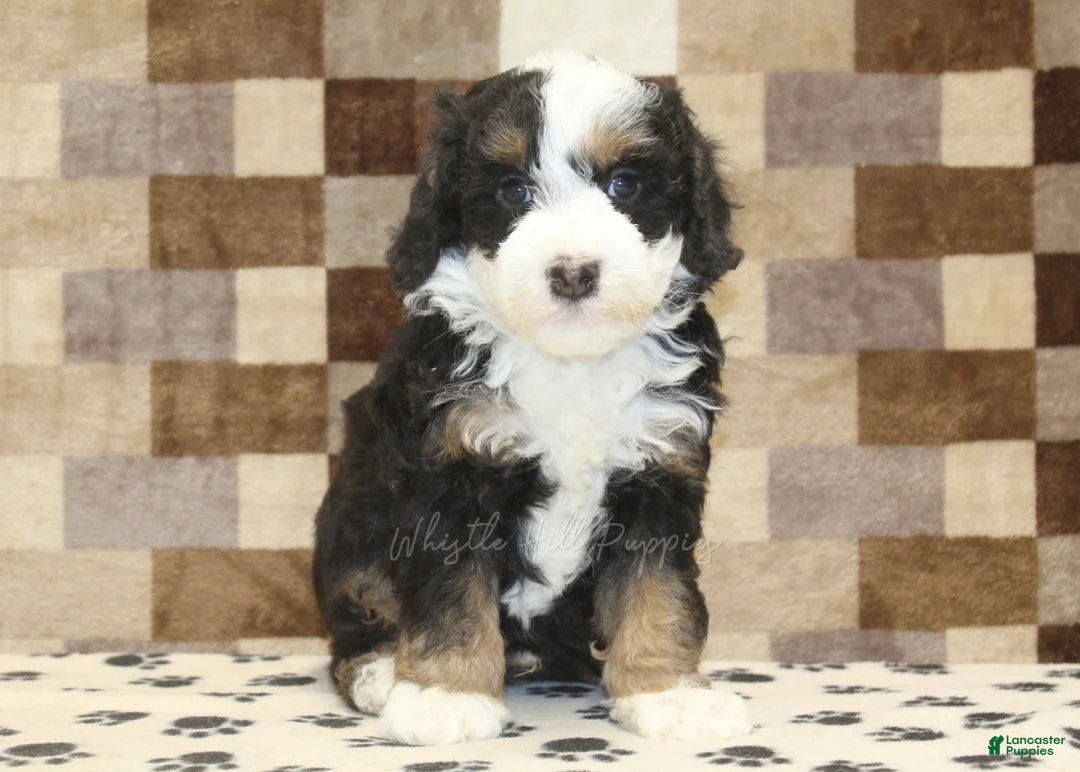 Mini Bernedoodle dogs for sale: Lenny - Ad 3
