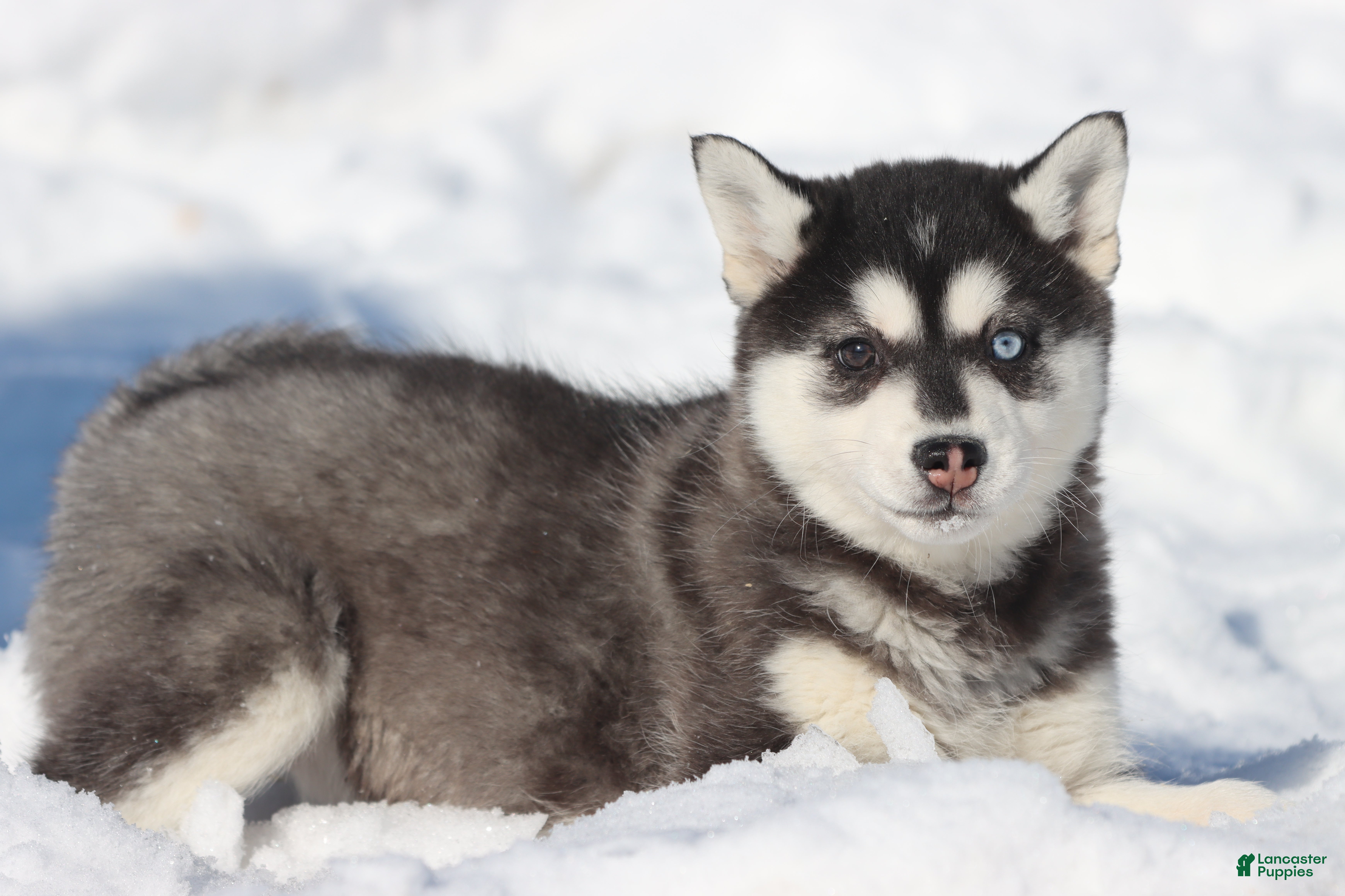 Alaskan Klee Kai dogs Winter - Ad 7