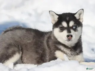 Alaskan Klee Kai dogs Winter - Ad 7