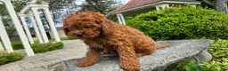 Cavapoo dogs for sale: Henry - Ad 8