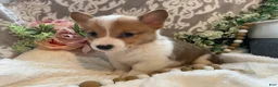 Welsh Corgi Pembroke dogs for sale: Sawyer  - Ad 11