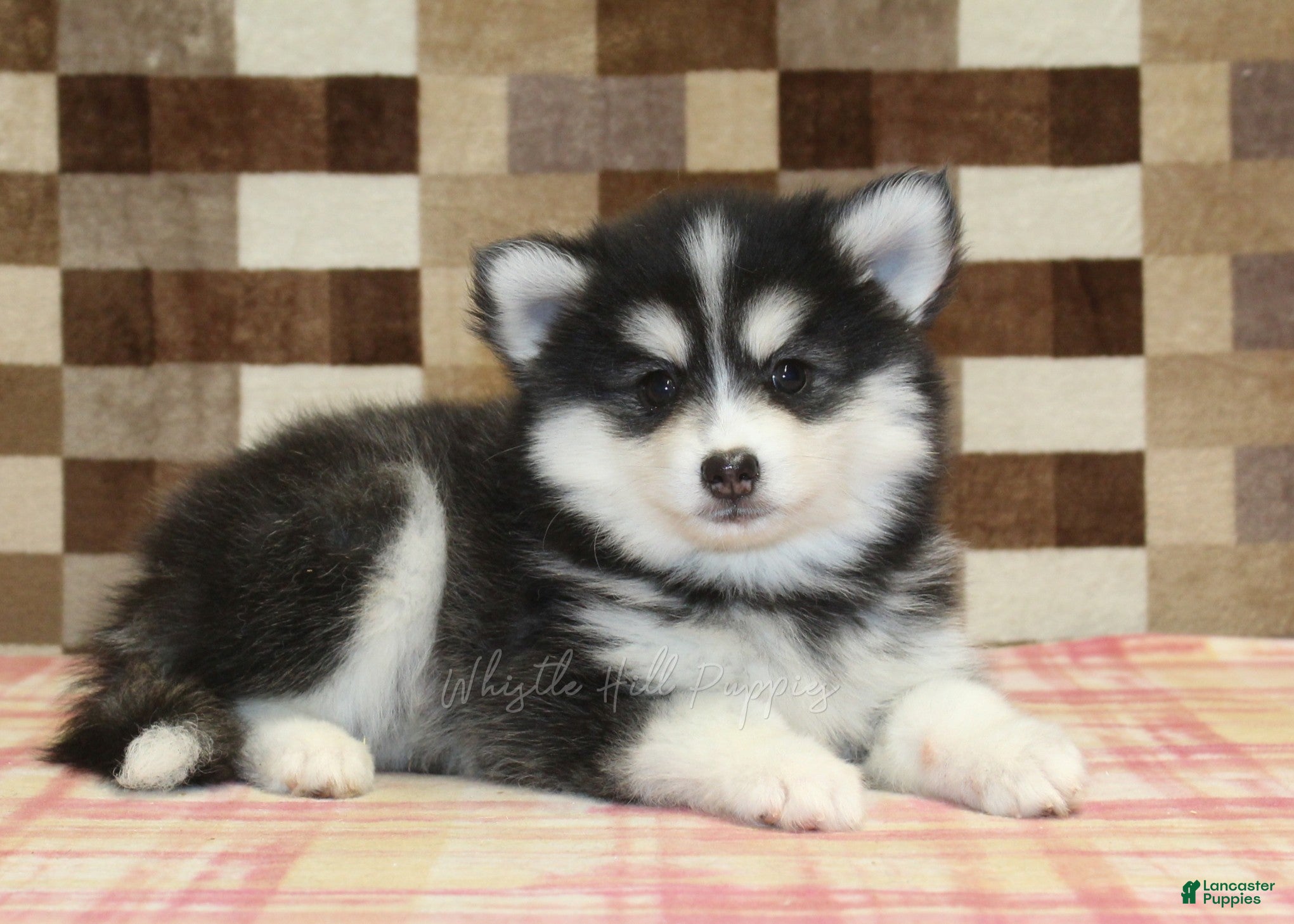 Pomsky dogs Isaac - Ad 2