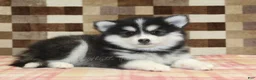 Pomsky dogs for sale: Isaac - Ad 2