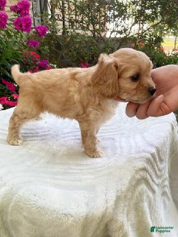 Cavapoo dogs Laredo  - Ad 2
