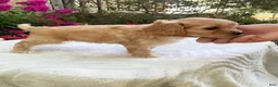 Cavapoo dogs for sale: Laredo  - Ad 11