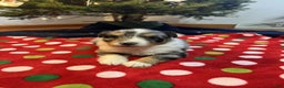 Australian Shepherd dogs for sale: Tundra - Ad 4