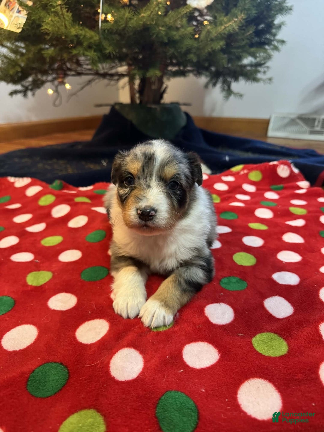 Australian Shepherd dogs for sale: Tundra - Ad 4