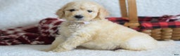 Goldendoodle dogs for sale: Goldendoodle Puppy 8 - Ad 4