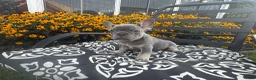 French Bulldog dogs for sale: French Bulldog 4 - Ad 7