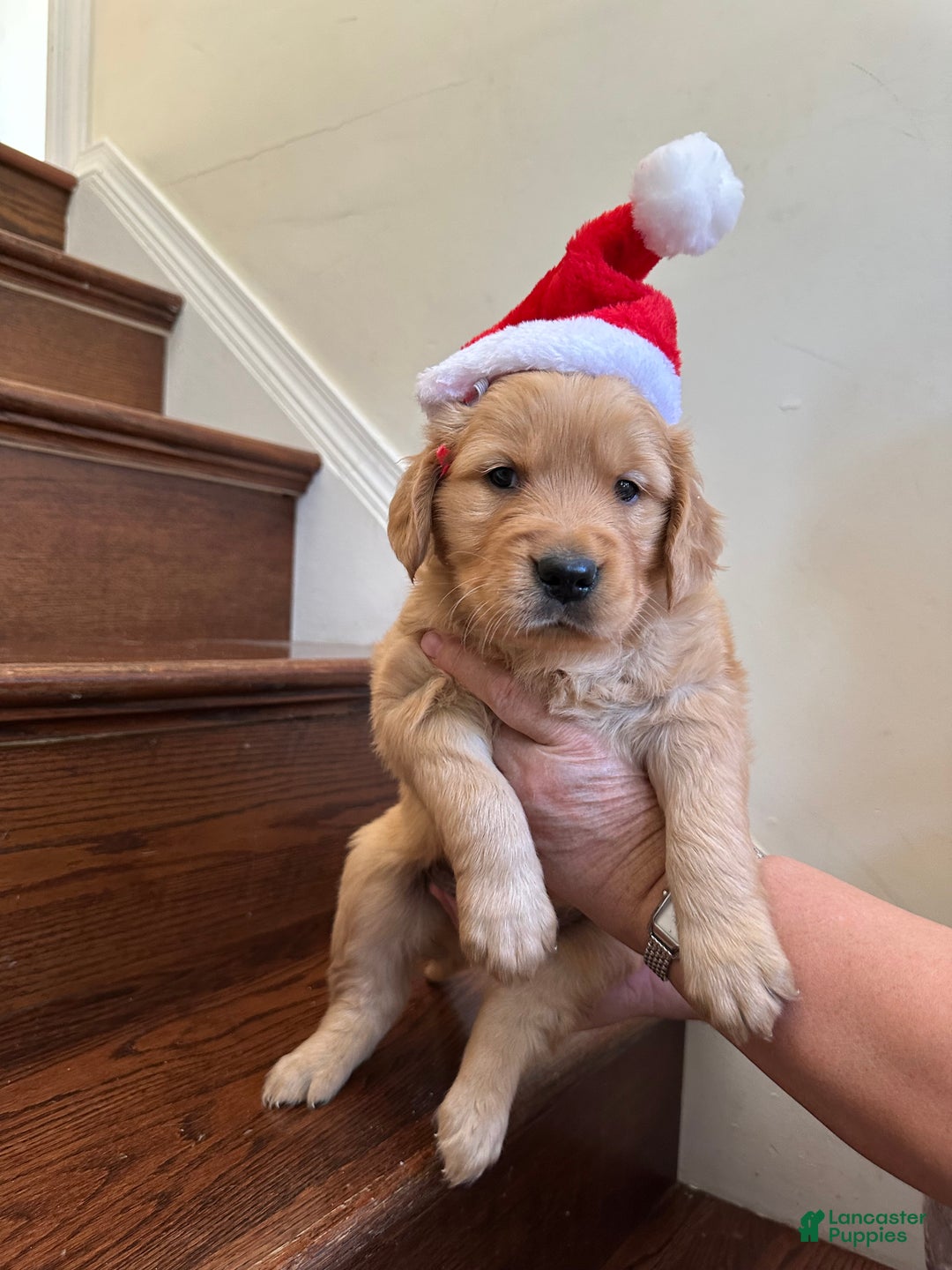 Golden Retriever dogs for sale: Guss - Ad 9