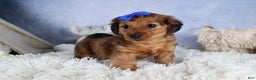 Miniature Dachshund dogs for sale: Jasper - Ad 20