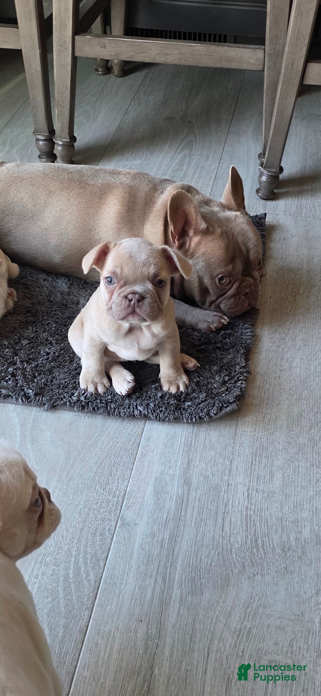 French Bulldog dogs for sale: Glamour - Ad 3