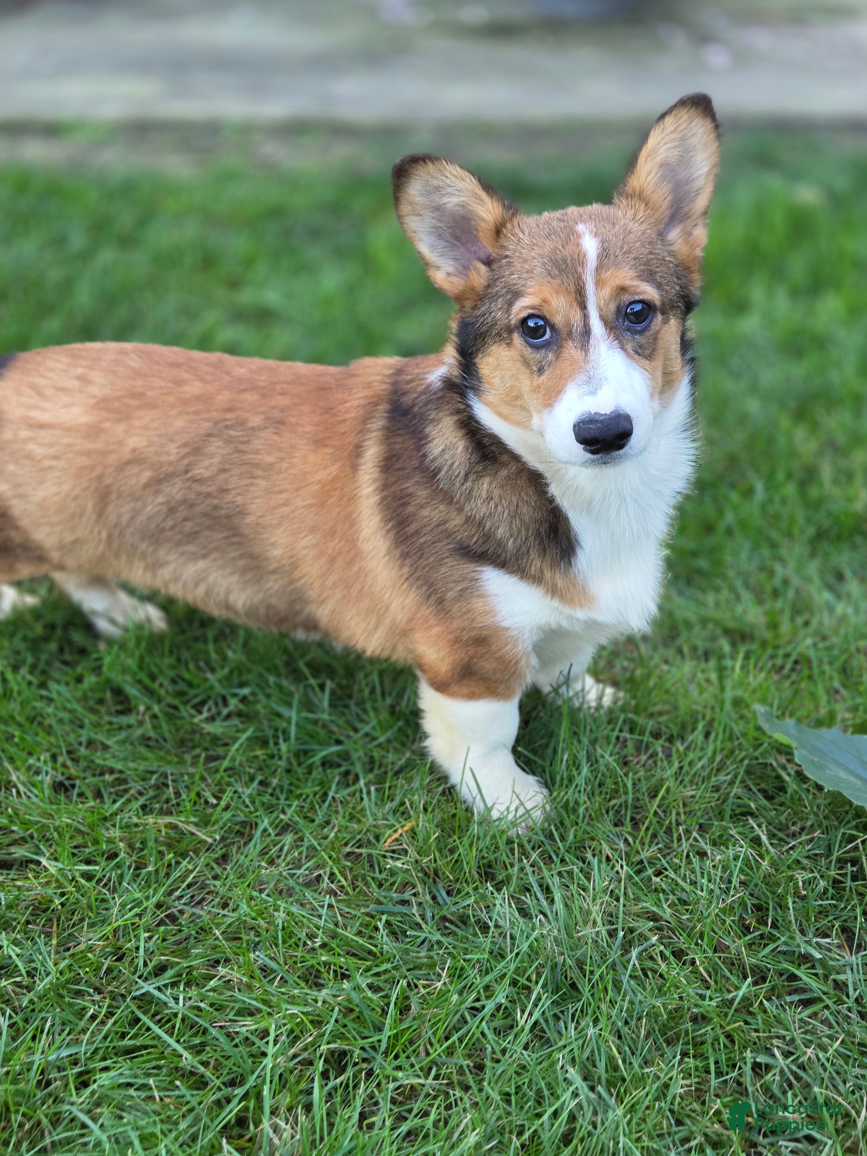 Welsh Corgi Pembroke dogs for sale: Apple Jacks Welsh Corgi Pembroke  - Ad 1