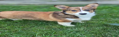 Apple Jacks Welsh Corgi Pembroke 