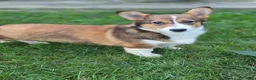 Welsh Corgi Pembroke dogs for sale: Apple Jacks Welsh Corgi Pembroke  - Ad 1