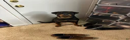 Rottweiler dogs for sale: Rottweiler 1 - Ad 6