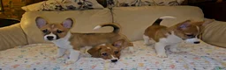 Mixed Breed dogs for sale: Athena - Ad 10