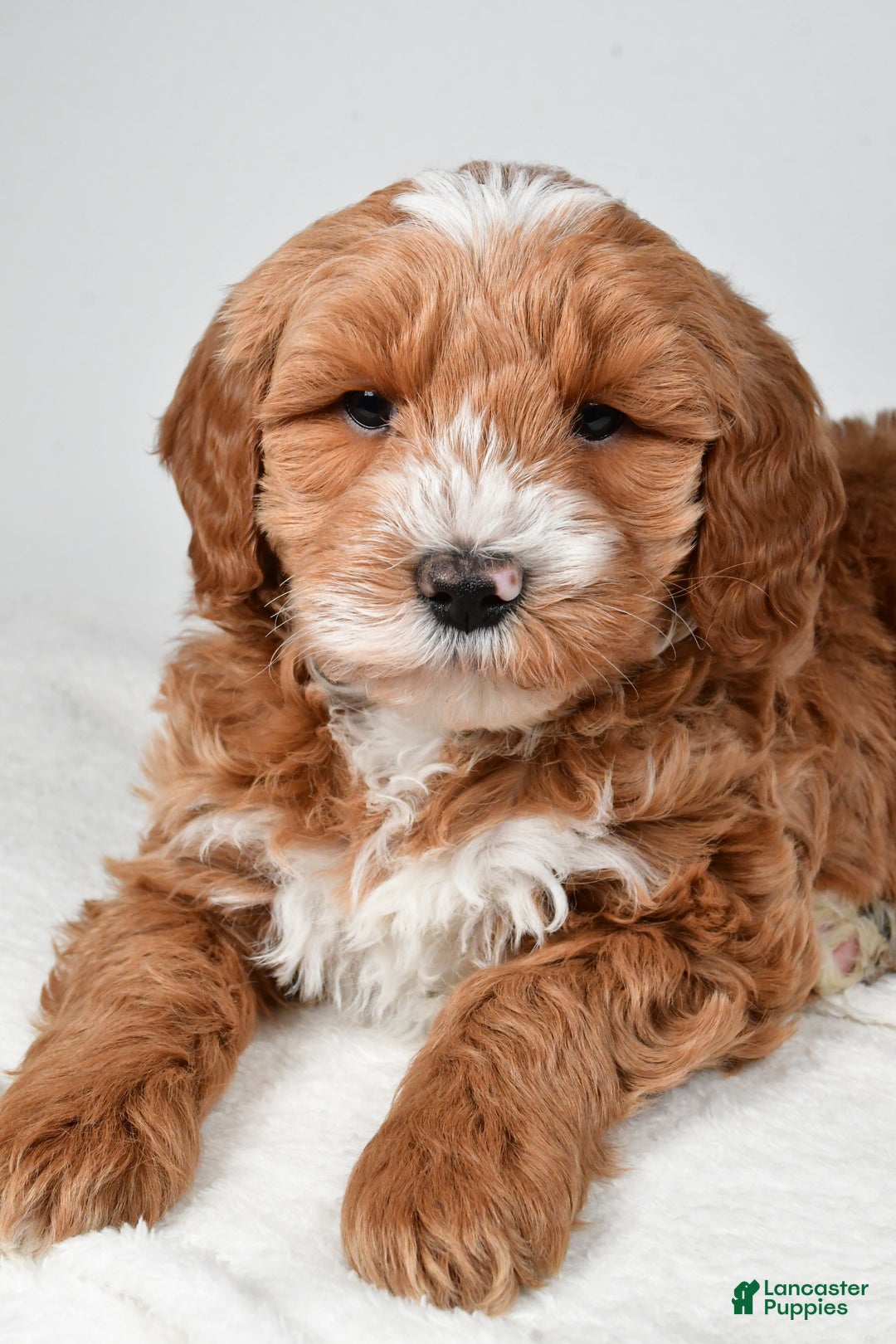Mini Goldendoodle dogs for sale: Noelle - Ad 16