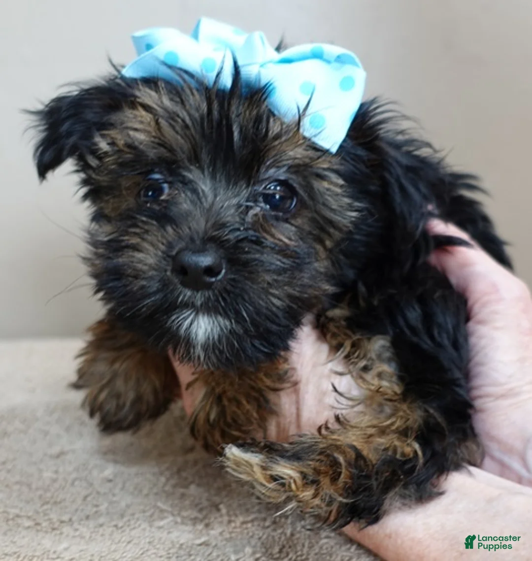 Yorkshire Terrier dogs for sale: Bali 2 pounds - Ad 8