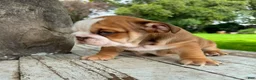 English Bulldog dogs for sale: Male, Fawn and White - Ad 6