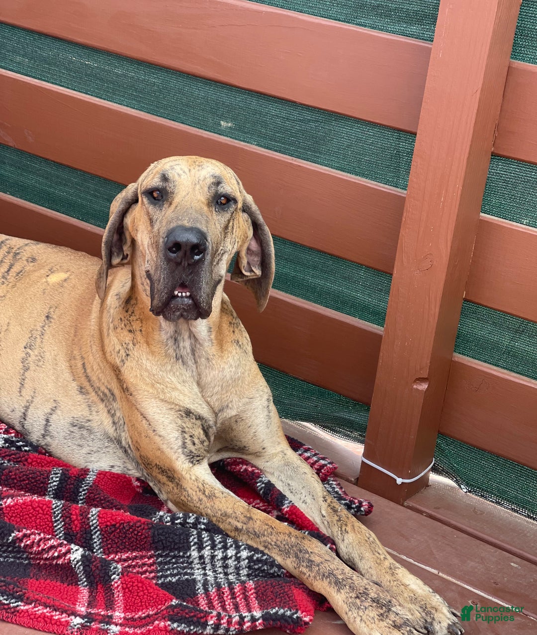 Great Dane dogs for sale: Great Dane Puppy 3 - Ad 2