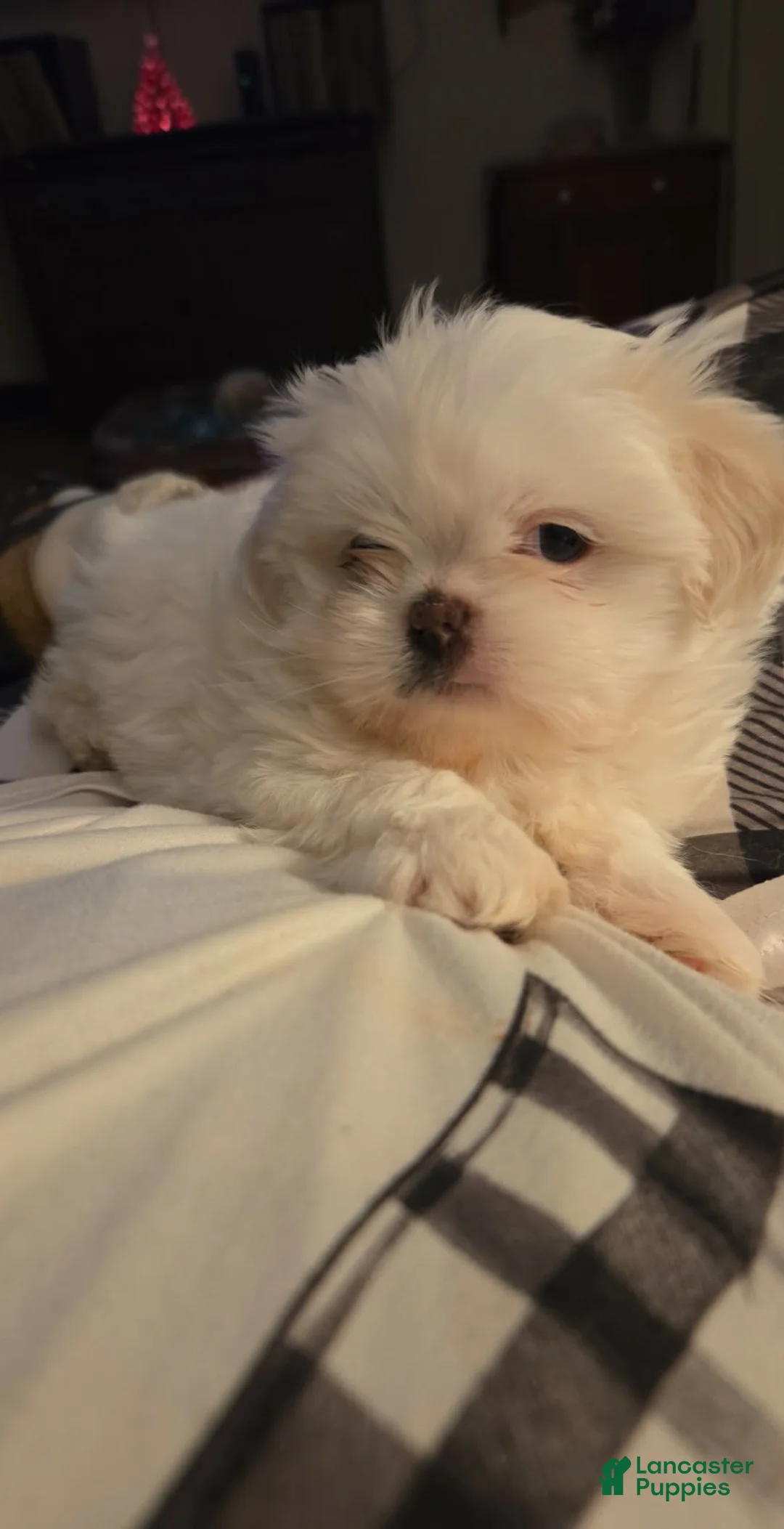 Malshi dogs for sale: Louis  - Ad 1