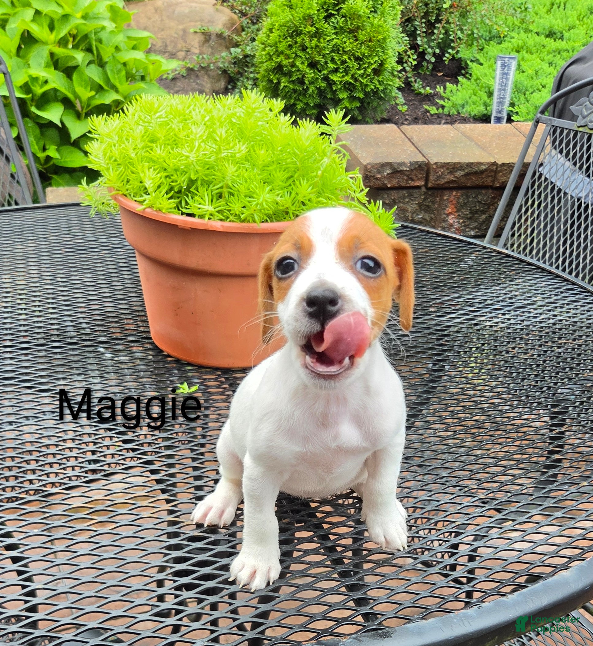 Jack Russell Terrier dogs Jack Russell Terrier 3 - Ad 2