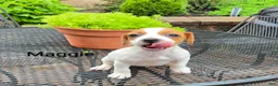 Jack Russell Terrier dogs for sale: Jack Russell Terrier 3 - Ad 2