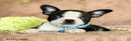 Boston Terrier dogs for sale: Diesel - Ad 4