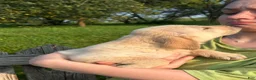 Goldador dogs for sale: Goldador 2 - Ad 1
