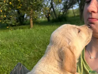 Goldador dogs Goldador 2 - Ad 12