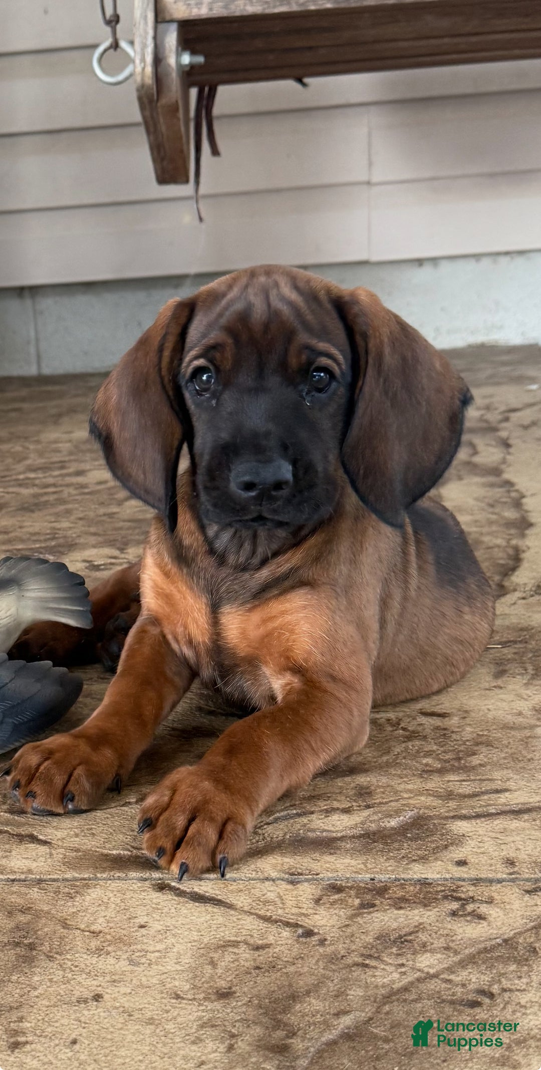 Bernese Mountain Dog dogs for sale: Bavarian Mountain Dog Puppy 1 - Ad 2