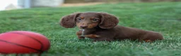 Miniature Dachshund dogs for sale: MARLEY - Ad 5