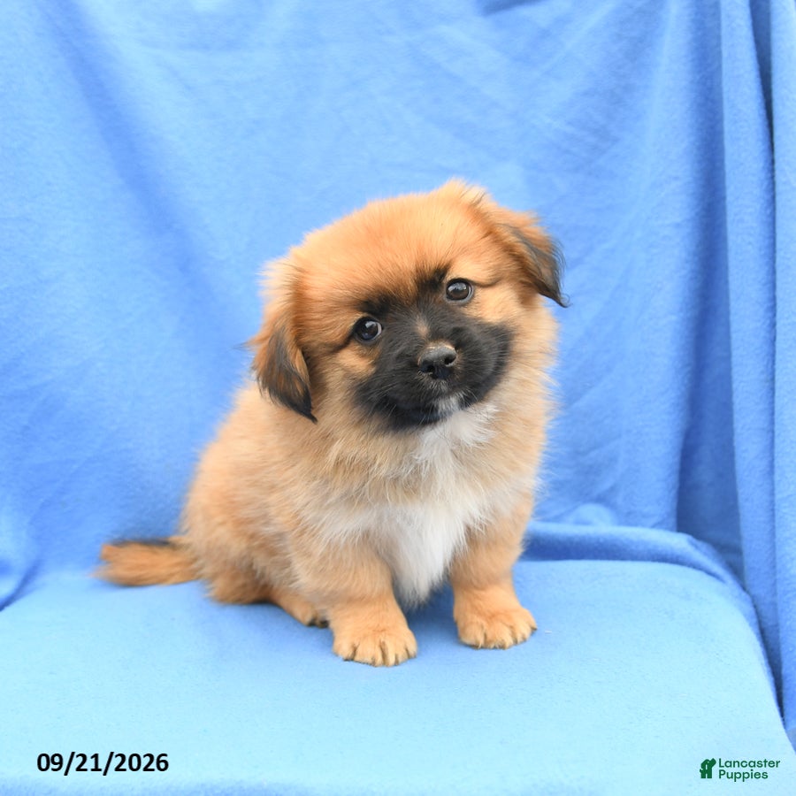Mixed Breed dogs Gus - Ad 2