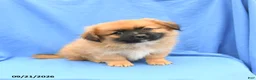 Mixed Breed dogs for sale: Gus - Ad 2