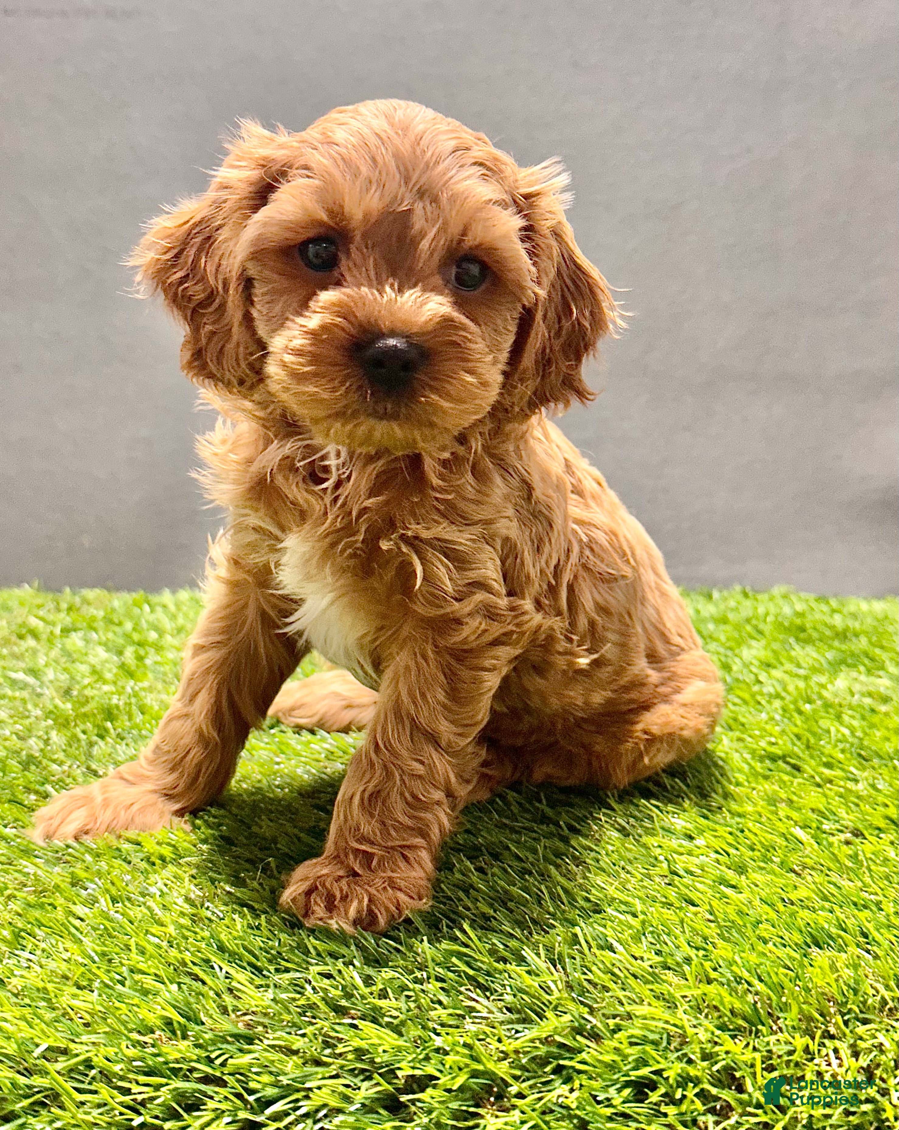 Cavapoo dogs Teddy - Ad 1