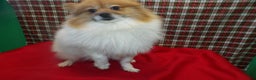 Pomeranian dogs for sale: Bebo - Ad 3