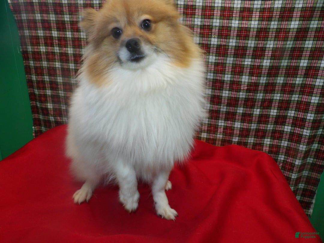 Pomeranian dogs for sale: Bebo - Ad 3