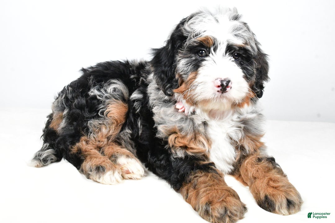 Mini Bernedoodle dogs for sale: Charlotte - Ad 2