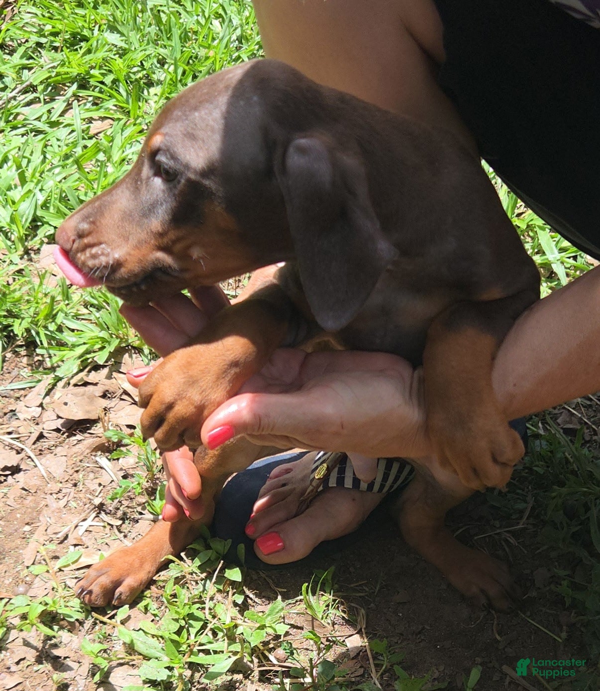 Doberman Pinscher dogs Willow - Ad 1