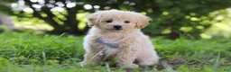 Bichpoo dogs for sale: Scooter - Ad 7