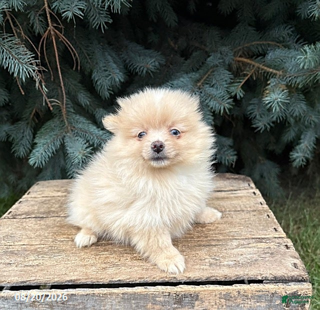 Pomeranian dogs Foxy - Ad 1