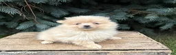 Pomeranian dogs for sale: Foxy - Ad 1