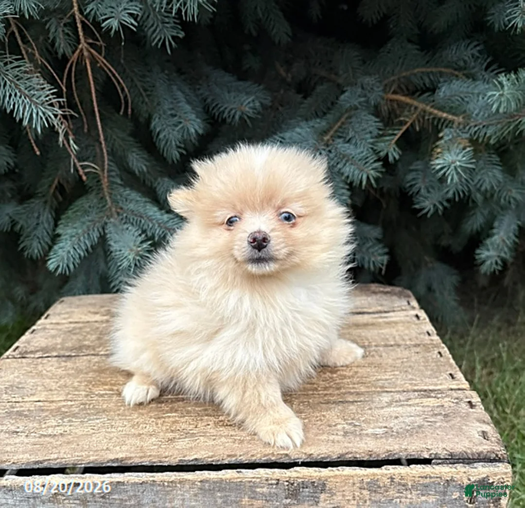 Pomeranian dogs for sale: Foxy - Ad 1