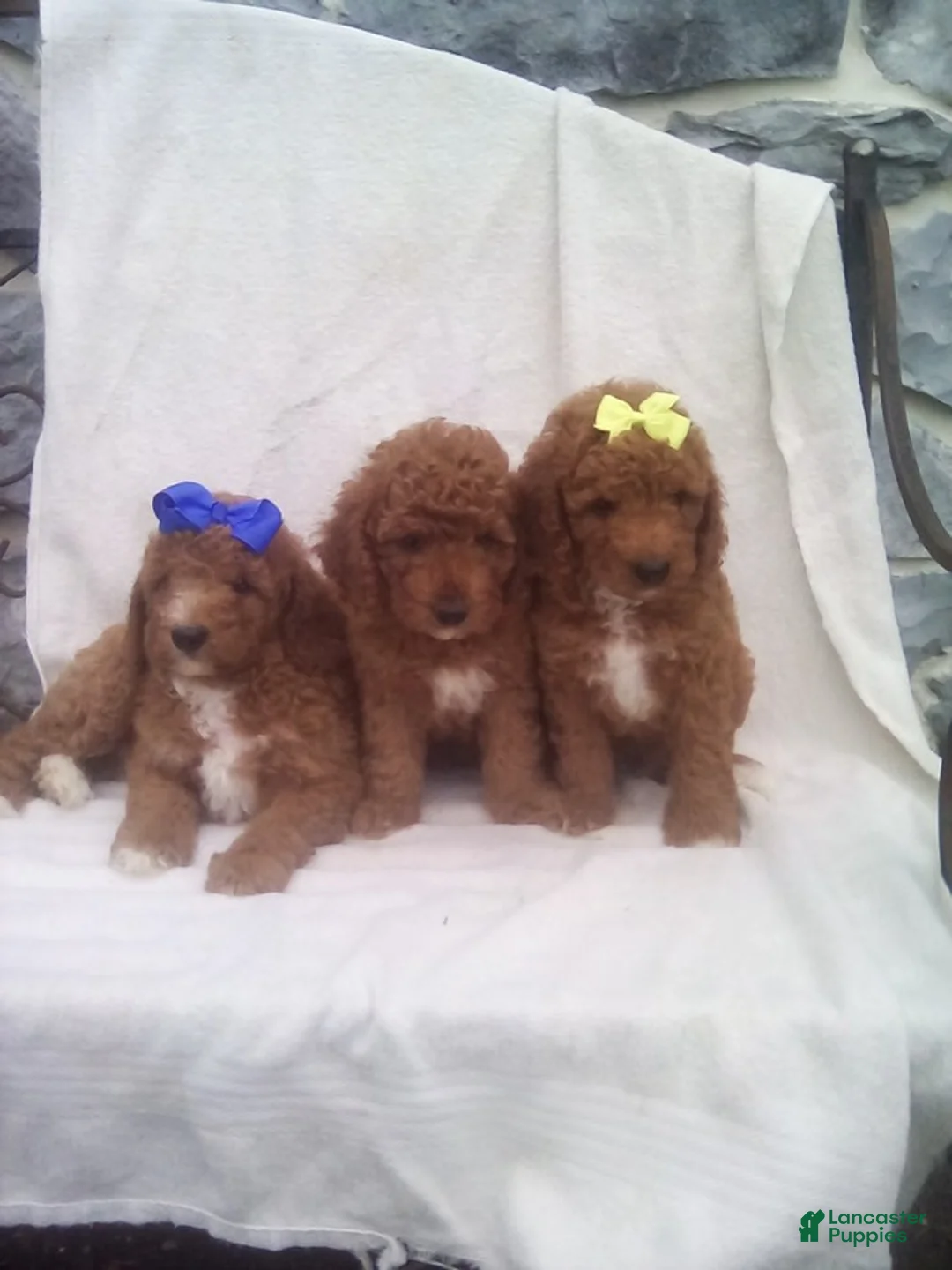 Mini Goldendoodle dogs for sale: Rocky - Ad 4