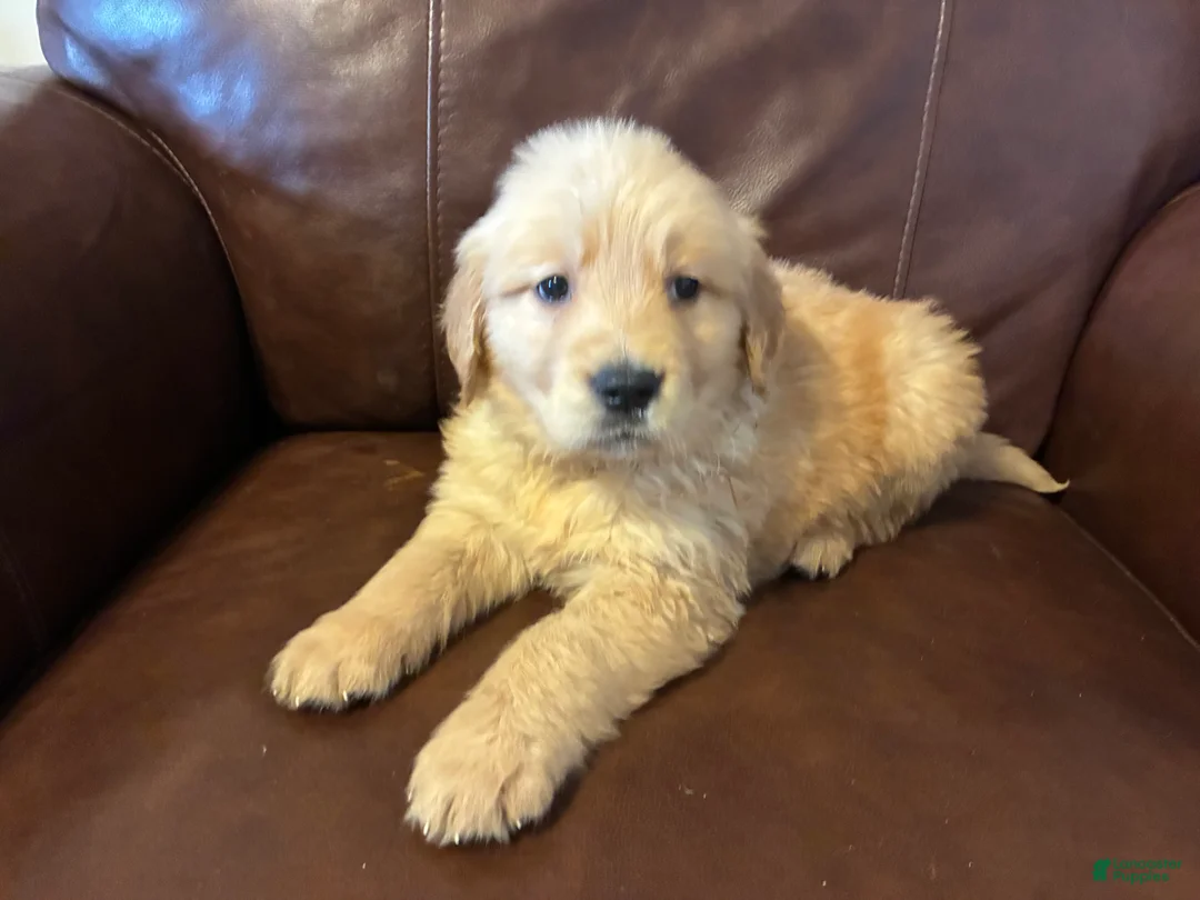 Golden Retriever dogs for sale: Aries - Ad 3