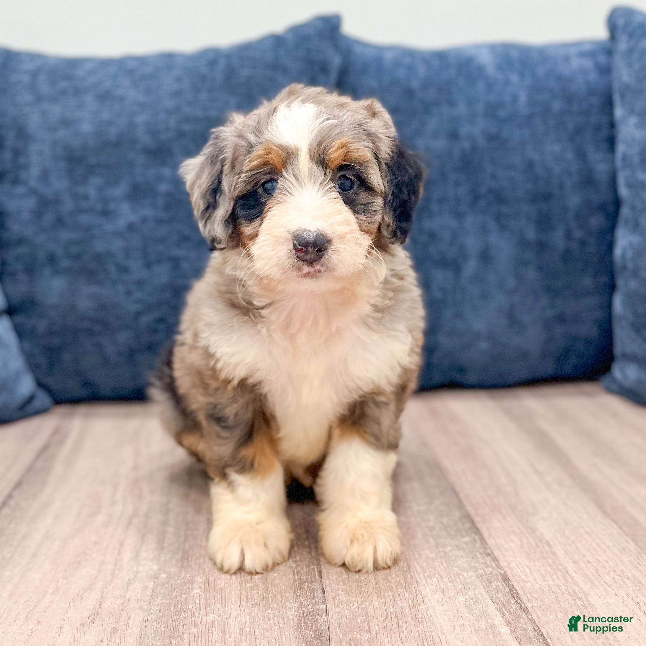 Mini Bernedoodle dogs Penny - Ad 1