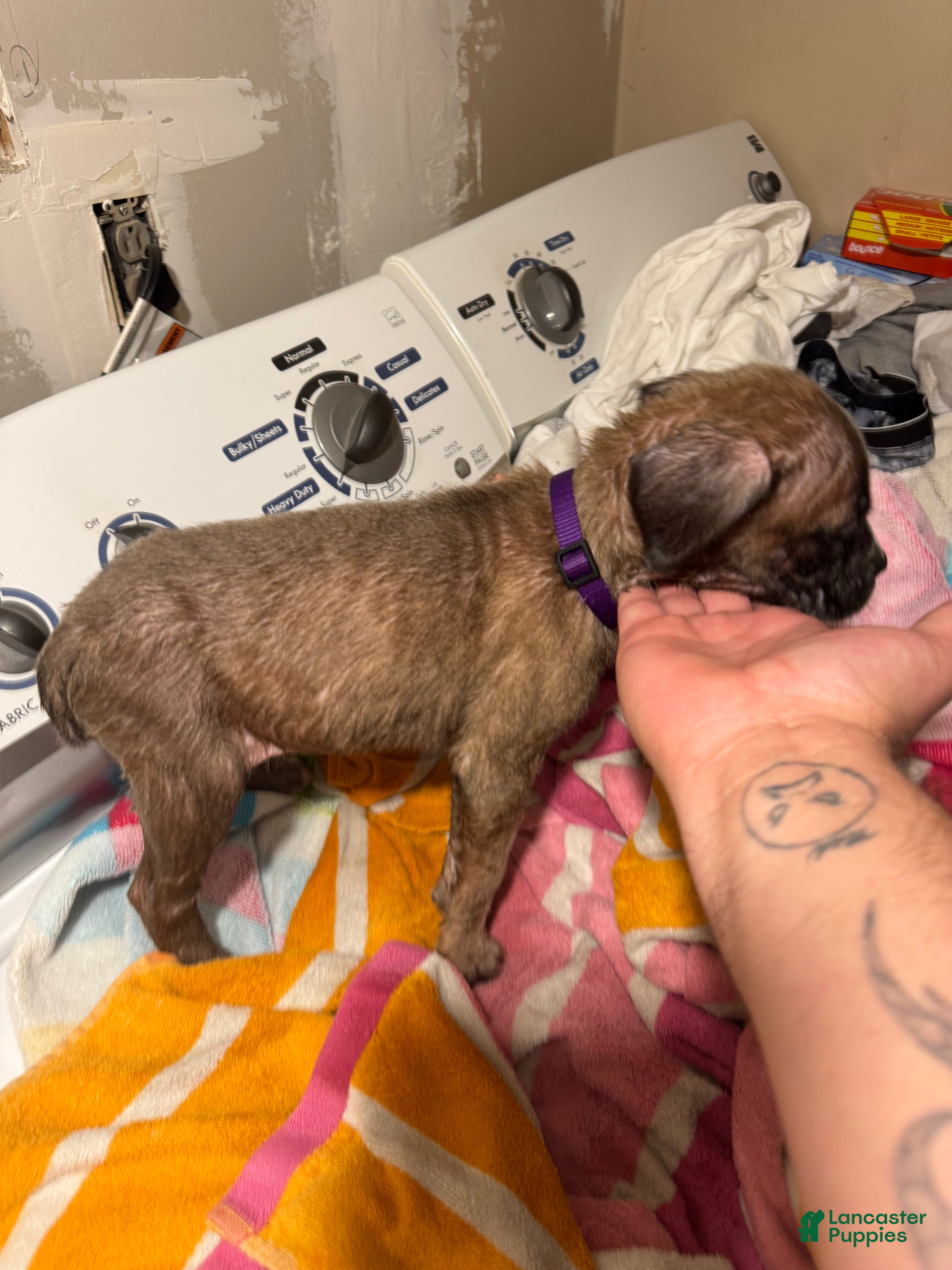 Mixed Breed dogs Mixed Breed 8 - Ad 1