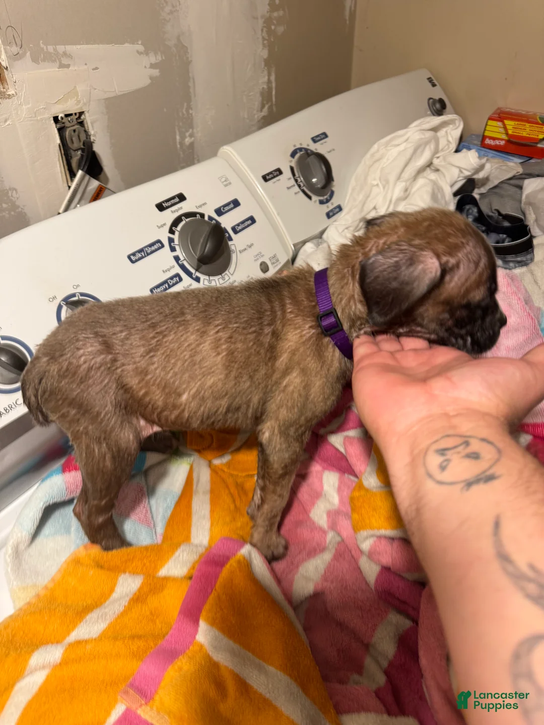 Mixed Breed dogs for sale: Mixed Breed 8 - Ad 1