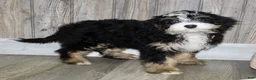 Mini Bernedoodle dogs for sale: Sara - Ad 5